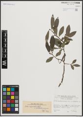Foto von Salix appendiculata Vill. x Salix waldsteiniana Willd.